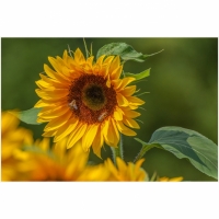 15. "Sonnenblume" von Fritz Bleier
