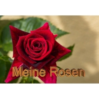 Meine-Rosen-01
