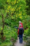 Unter dem Goldregen