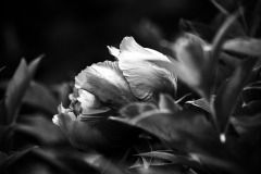Dieter Franke