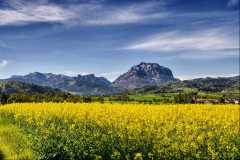 "Rapsfeld" von Reinhard Feuchtner