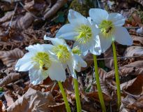 "Frühlingserwachen in Bad Goisern" von Madelaine Morgenstern