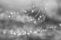 "Wenn alles zu wachsen beginnt" von Walter Hubner