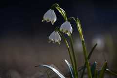 "Frühlingsknotenblume" von Wilfried