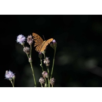 7. Hemetsberger Florian - Butterfly