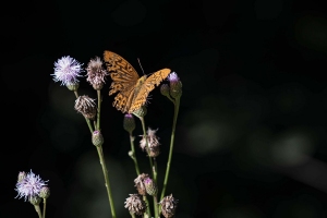 7. Hemetsberger Florian - Butterfly