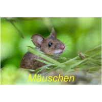 Mäuschen-01