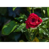 Meine-Rosen-04