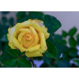 Meine-Rosen-06