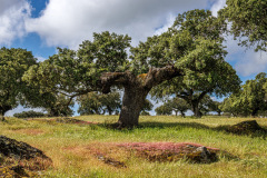 Gross-Extremadura_2025-198