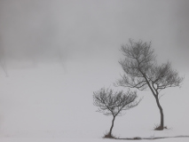 ZW_20260131_MG_7554