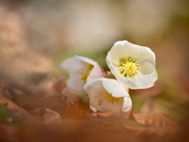 ZW_20260203_MG_7725-2026-02-03-16-48-43-20-BR8S4