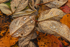 Herbstblätter im See
