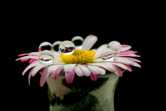 Gänseblümchen mit Wassertropfen