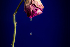 Crying-Rose