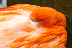 Flamingo im Monte Palace Tropical Garden in Funchal