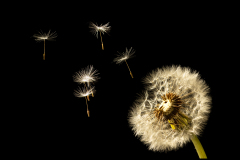 Pusteblume