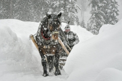 Holzrueckung-mit-Pferd-Gosau-Lampesberger