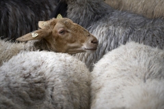 Lamplmusterung-Gosau-2-Mayerhoffer-W