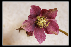 Rote Schneerose