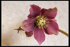 Rote Schneerose
