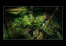 1_HUTFLESZ-HERBERT_Farn-im-Spot