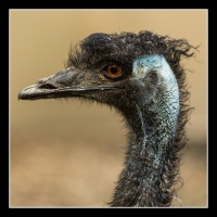 Emu