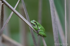 20-Laubfrosch