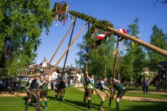 Goisern Maibaumaufstellen