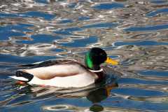 Wildente
