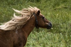 Haflinger