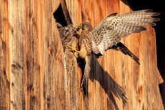 Turmfalke