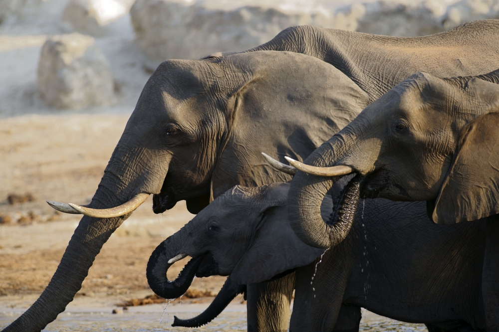 Elefanten im Chobe-Nationalpark in Botswane