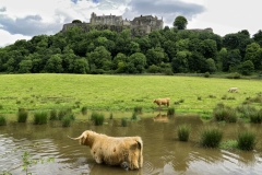 Schottisches Hochlandrind
