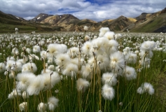 Wollgraswiese in Island