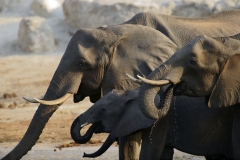 Elefanten im Chobe-Nationalpark in Botswane