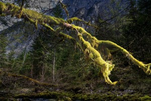 alter Baum am Waldbach