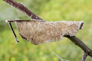 Herbstblattreif