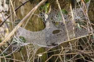 Herbstreif - Spinnenetz