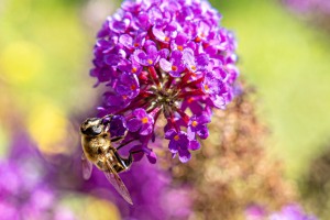 Biene auf Sommerflieder