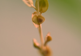 Quid conspicis?