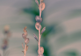 Quid conspicis?