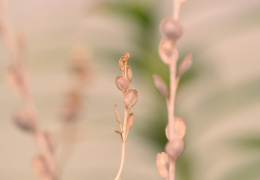 Quid conspicis?