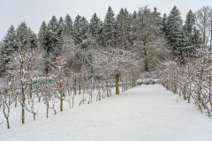 Obstsortengarten Ohlsdorf