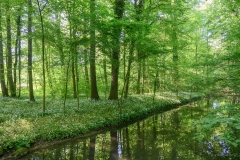 Ein ruhiger Wald mit Bach, gesäumt von duftenden Bärlauchblüten.