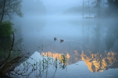 Imposante Bergspiegelung im Almsee, begleitet von zwei gemächlich gleitenden Enten.