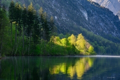 Erste Sonnenstrahlen beleuchten die Bäume am Ufer des Almsees.