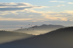 Der Nebel am Morgen