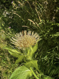 Gross-IMG_3488