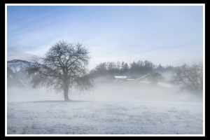 Morgennebel